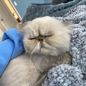 Meet your Posher, Katya